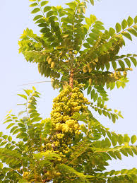 Image result for Phyllanthus glaucophyllus