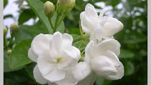 Budidaya bunga melati stek bunga melati cara menanam bunga melati menanam pokok bunga. 9 Manfaat Bunga Melati Putih Untuk Kesehatan Dan Kecantikan