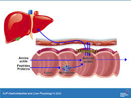 The digestive system is the group of organs that allow us to eat and to use the food we eat to fuel our bodies. Absorptive Transport Of Amino Acids By The Rat Colon American Journal Of Physiology Gastrointestinal And Liver Physiology
