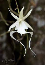 The Magic Faraway Tree Unusual Flowers Beautiful Orchids Rare Flowers