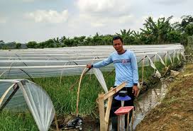 Tanaman yang menguntungkan di musim hujan. Tanaman Musim Hujan Yang Menguntungkan Belajar Agribisnis