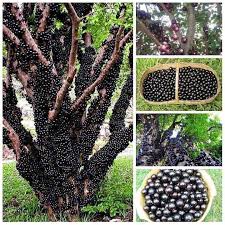 Maybe you would like to learn more about one of these? Anggur Brazil Jabaticoba Home Furniture Gardening On Carousell