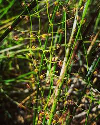 Image result for Fimbristylis madagascariensis