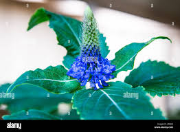 Image result for Pycnostachys