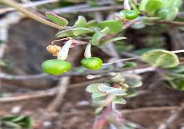 Image result for Talinum portulacifolium