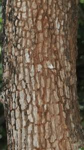 Image result for Pleurostylia