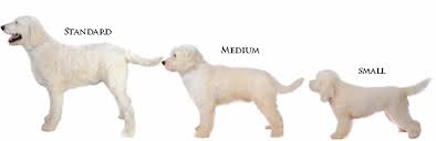 While this rule may work for many standards, it is not accurate with smaller sized goldendoodles who finish growing. English Goldendoodle Sizes Teddybear Goldendoodles