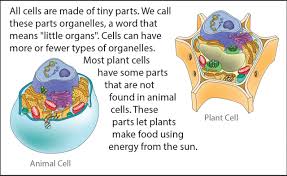 Contains chlorophyll which allows the cell to undergo photosynthesis (in the. Biology Reading Flashcards Cell Parts Ask A Biologist