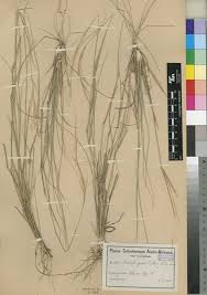 Image result for Aristida stipitata