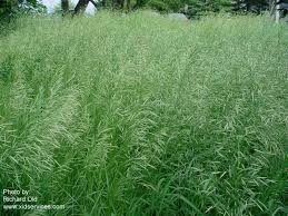 Check spelling or type a new query. Bromus Inermis Roguesgallery