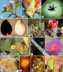 Image result for Halopyrum mucronatum