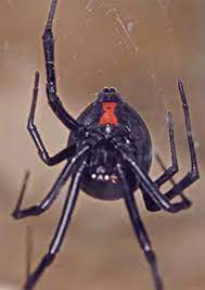 There are two species of widow spiders in california, the western black widow and the brown widow. Fs1121 Spiders Of Medical Importance Rutgers Njaes
