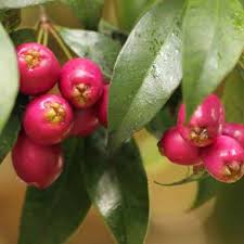 We did not find results for: Brush Cherry Nutrition Facts Brush Cherry Health Benefits