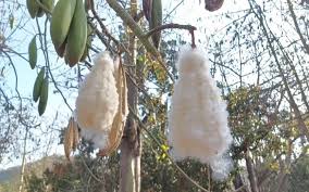Theni District | Varusanadu regions Due to insufficient price Left unpicked on the tree Free cotton balls | வருசநாடு பகுதிகளில் போதிய விலை இல்லாததால் மரத்தில் இருந்தே பறிக்காமல் ...