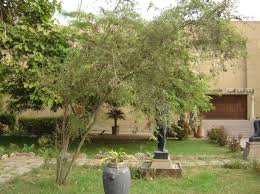 Image result for Lawsonia inermis