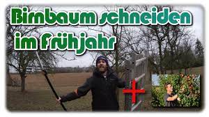 Birnbäume werden im herbst nach der ernte geschnitten foto: Birnbaum Selber Schneiden Profi Tipps Von Dominik Baumschule Schreiber Youtube