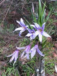 Image result for Xerophyta eylesii