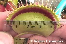 Getting the venus fly trap. Who S Growing Venus Fly Collectors Corner Garden World Facebook