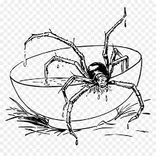 Realistic Spider Coloring Pages Hd Png Download Vhv