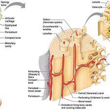 Sketch and label a cross section of a bone. Schematic Diagram Of Long Bone Cross Section 47 Download Scientific Diagram