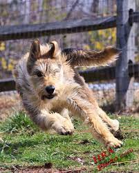 This herding breed is extremely athletic and needs copious amounts of despite its shaggy appearance, the berger picard sheds very little and the coat does not mat as long as it is kept clean and combed out. Is A Berger Picard Right For Me