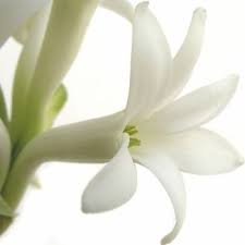 Wholesale And Bulk Tuberose Flowers Fiftyflowers