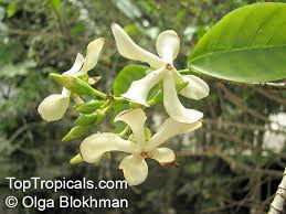 Image result for Voacanga africana