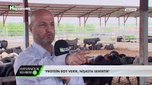 Hayvancilik Rehberi Besi Malina Yonca Verilmeli Mi Youtube