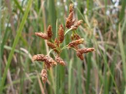 Image result for Schoenoplectus muriculatus
