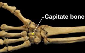 Image result for Capitate Bone