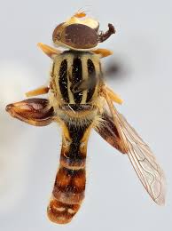 There are more than 870 species of flower fly (syrphidae) in north america. New Syrphidae Diptera Of North Eastern North America