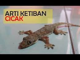 Kejatuhan Cicak Di Kepala Tangan Kaki Pundak Paha Perut Punggung Arti Ma Arty Lizard
