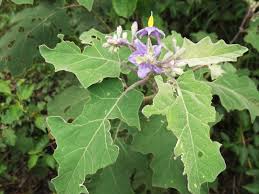 Image result for Solanum giganteum