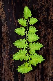 Image result for Lygodium microphyllum