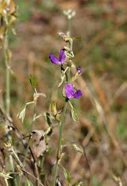 Image result for Dolichos kilimandscharicus