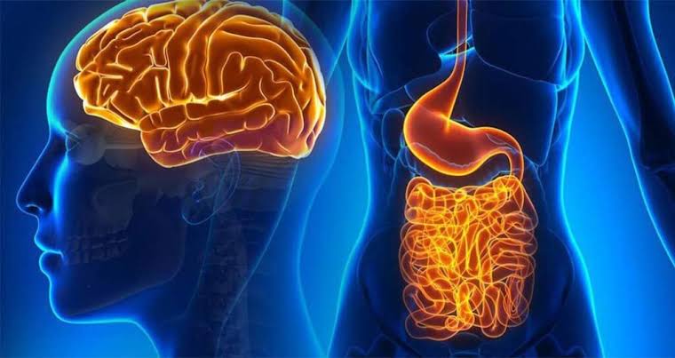 Hệ tiêu hóa: "Bộ não thứ 2" của cơ thể? | Vinmec