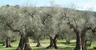 Une Histoire D Olivier Faire Pousser Un Arbre Arbre Olivier Paysagiste