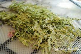 Maybe you would like to learn more about one of these? Freezing And Dehydrating Zucchini Frugal Family Home