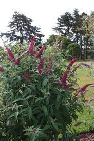 Summer Beauty Buddleja Collection