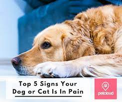 Symptoms such as limping, reluctance to walking and rising, sitting, or restricting their movement in any way may be a sign your older dog is in pain. Top 5 Signs Your Dog Or Cat Is In Pain