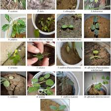 Image result for Rhynchosia holosericea