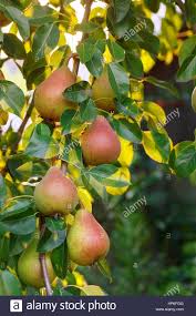 Download This Stock Image Pears On A Tree Branch Closeup In Orchard Pear Fruit On The Tree In The Fruit Garden Pear Han Fruit Garden Garden Photography Pear