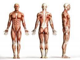 Combien de muscle dans le corps humain. L Anatomie En Musculation Blog Eric Favre Sport Nutrition Expert