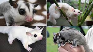 Keunikan Jenis Sugar Glider Yang Mirip Tupai Bayubara Com