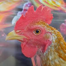 Thank you for reporting the game. 5 Kekurangan Kelebihan Ayam Pama Ninja Original Iq
