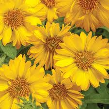 We did not find results for: 34 Types Of Yellow Flowers For A Beautiful Garden Proven Winners