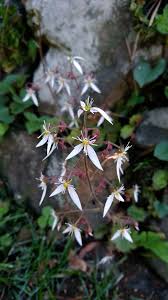 Image result for Galiniera saxifraga