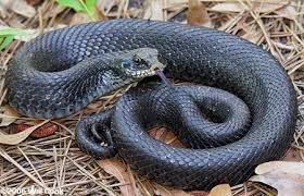 Eastern Hognose Snake Heterodon Platirhinos Snake Hognose Snake Reptiles