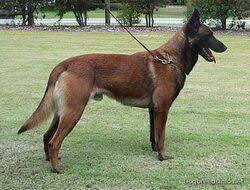 That puppy is a german shepherd, yes. Belgian Malinois Dogs And Puppies Wiki Fandom