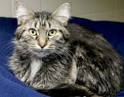 Two domestic medium hair cats can easily produce a domestic shorthair or even a domestic longhair cat. Brown Tabby Domestic Medium Hair Novocom Top